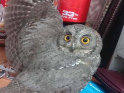 A rare owl named Diva Bhit was seen in Dembivli | डाेंबिवलीत झाले दिवा भीत नावाच्या दुर्मिळ घुबडाचे दर्शन