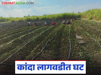 Latest News Onion cultivation has decreased drastically compared to last year trend towards wheat, maize crops | कांदा लागवडीत गतवर्षीच्या तुलनेत कमालीची घट, लागवडीचे उद्दिष्ट दूरच, गहू, मका पिकांकडे कल Latest News Onion cultivation has decreased drastically compared to last year trend towards wheat, maize crops | कांदा लागवडीत गतवर्षीच्या तुलनेत कमालीची घट, लागवडीचे उद्दिष्ट दूरच, गहू, मका पिकांकडे कल
