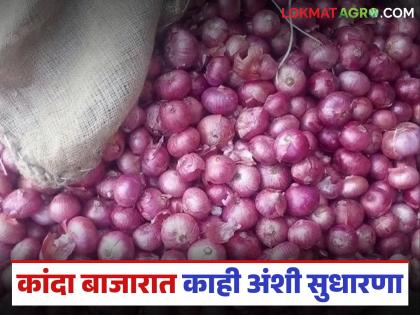 Kanda Market : Onion prices have increased in Rahat Market; Read what is the price being offered? | Kanda Market : राहाता बाजार समितीत कांदा दर वधारले; वाचा काय मिळतोय दर? Kanda Market : Onion prices have increased in Rahat Market; Read what is the price being offered? | Kanda Market : राहाता बाजार समितीत कांदा दर वधारले; वाचा काय मिळतोय दर?