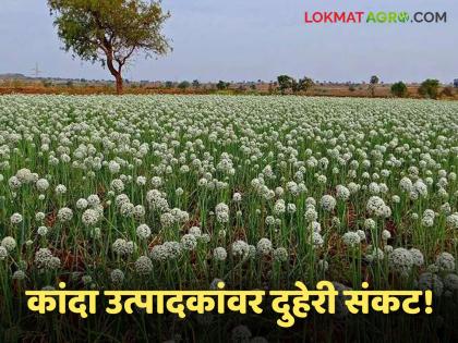 latest news Kanda Market: Onion producers in double crisis; Prices fall, seed production in danger | Kanda Market : कांदा उत्पादक दुहेरी संकटात; भाव पडले, बीजोत्पादन धोक्यात latest news Kanda Market: Onion producers in double crisis; Prices fall, seed production in danger | Kanda Market : कांदा उत्पादक दुहेरी संकटात; भाव पडले, बीजोत्पादन धोक्यात