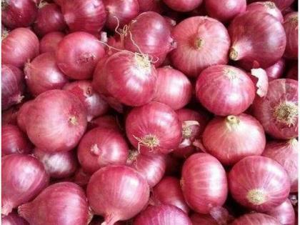  Onion prices plummet in Wani | वणीत कांदा दरात घसरण