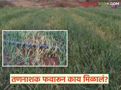 Latest News An unknown person sprayed herbicide on the onion crop in yeola | कांद्यासाठी कर्ज काढलं, एखाद्यानं मक्याचं तणनाशक कांद्यावर फवारलं, शेतकऱ्यानं करायचं काय? Latest News An unknown person sprayed herbicide on the onion crop in yeola | कांद्यासाठी कर्ज काढलं, एखाद्यानं मक्याचं तणनाशक कांद्यावर फवारलं, शेतकऱ्यानं करायचं काय?