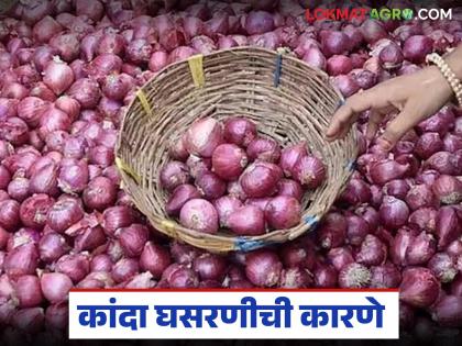 Latest news Onion arrivals of 35 lakh quintals in month, price drops by Rs 770 see reasons | महिन्यात 35 लाख क्विंटलची कांदा आवक तर 770 रुपयांची घसरण, 'ही' आहेत दर घसरणीची कारणे Latest news Onion arrivals of 35 lakh quintals in month, price drops by Rs 770 see reasons | महिन्यात 35 लाख क्विंटलची कांदा आवक तर 770 रुपयांची घसरण, 'ही' आहेत दर घसरणीची कारणे