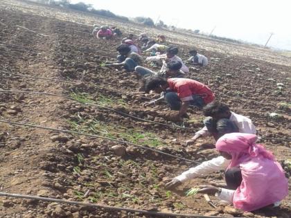 Onion pickup threat due to water scarcity | पाण्याअभावी कांदा पिक धोक्यात