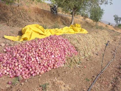 Farmers expectations are disappointed as onions are purchased at low prices, swabhimani shetkari sanghatana will throw an onion at the door of MLAs, MPs | कांद्याने केलाय शेतकऱ्यांचा वांदा!, 'स्वाभिमानी' टाकणार आमदार, खासदारांच्या दारात कांदा