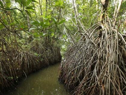 obstruction will removed in metro 5 removed permission to cut down 31 trees of kandalvan in mumbai | मेट्रो ५ मार्गिकेतील अडथळा झाला दूर; कांदळवनाची ३१ झाडे तोडण्यास परवानगी