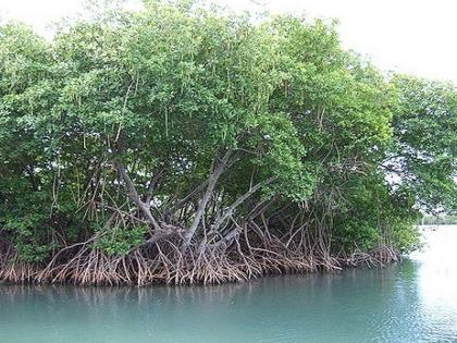 MHADA promotes tree conservation, mangrove conservation through geo-tagging | म्हाडाकडून जिओ-टॅगिंगद्वारे वृक्षसंवर्धन, खारफुटी जतन MHADA promotes tree conservation, mangrove conservation through geo-tagging | म्हाडाकडून जिओ-टॅगिंगद्वारे वृक्षसंवर्धन, खारफुटी जतन