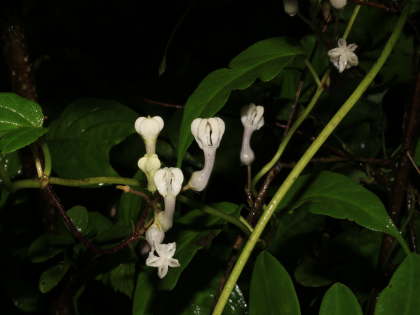 Kandil Pushpa plant named after Chhatrapati Shivarai, unique gratitude of researchers of New College, Kolhapur | विशाळगडावर सापडलेल्या 'कंदील पुष्प' वनस्पतीला छत्रपती शिवरायांचे नाव, कोल्हापुरातील न्यू कॉलेजच्या संशोधकांची अनोखी कृतज्ञता