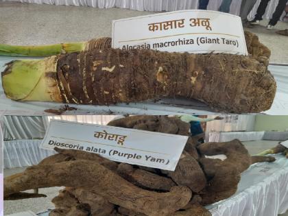 The first exhibition of medicinal plants in the state can be seen in Kolhapur, due to tubers | औषधी वनस्पतींचे राज्यातील पहिलेच प्रदर्शन कोल्हापुरात, कंदमुळेही पाहता येणार