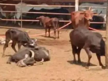 The death of cows in Kaneri Muth is not due to poisoning, but due to food shortage!, Deputy Chief Minister Fadnavis informed | कोल्हापुरातील कणेरी मठ येथील गायींचा मृत्यू विषबाधेमुळे नाही, अन्नबाधेमुळे!, उपमुख्यमंत्री फडणवीसांनी दिली माहिती