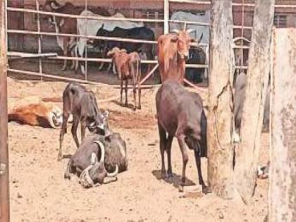 Stale food cost the lives of cows, due to the burning of cows at Kaneri Math, there was a back and forth discussion | Kolhapur News: शिळे अन्नच उठले गायींच्या जिवावर, कणेरी मठावरील गायी दगावल्यामुळे सुरु होती उलटसुलट चर्चा 