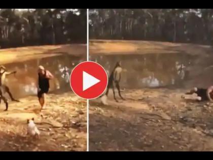 kangaroo and dog owner man fight goes viral on internet | Viral Video: आपल्या कुत्र्यासाठी कांगारुसोबत भिडला व्यक्ती, शेवटी वेळ आली पश्चातापाची