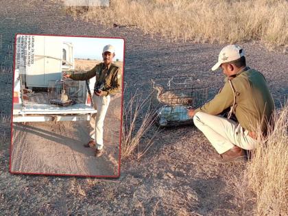 The bird in Pakistan was left safely in Rajasthan | पाकिस्तानमधील पक्ष्याला राजस्थानमध्ये सुखरुप सोडले! देवगडमध्ये आढळला होता पक्षी