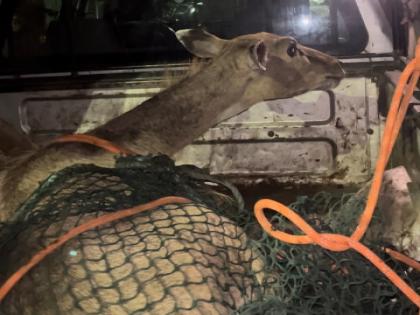 Nilgai entered cow shed; Rescue operation conducted by forest department at Akola | गायवाड्यात घुसली नीलगाय; वनविभागने राबविले रेस्क्यू ऑपरेशन