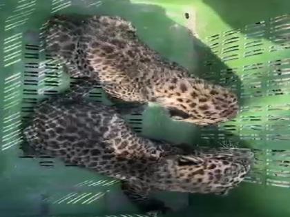 Sangli: बिबट्याची बछडे पुन्हा आईच्या कुशीत विसावली; वनविभाग, सह्याद्री रेस्क्यूच्या प्रयत्नांना यश