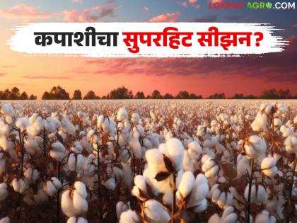 latest news Kapas Cultivation: Big twist in Kharif; Farmers prefer this crop the most Read in detail | Kapas Cultivation : खरीपात मोठा ट्विस्ट; 'या' पिकाला शेतकऱ्यांची सर्वाधिक पसंती वाचा सविस्तर latest news Kapas Cultivation: Big twist in Kharif; Farmers prefer this crop the most Read in detail | Kapas Cultivation : खरीपात मोठा ट्विस्ट; 'या' पिकाला शेतकऱ्यांची सर्वाधिक पसंती वाचा सविस्तर