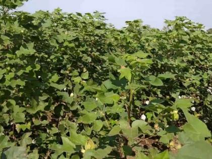 Cotton sowing increased by 12% | कपाशीची पेरणी १२ टक्क्यांनी वाढली