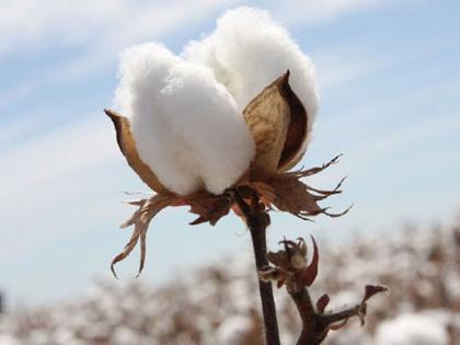 Farmers are aggressive as they do not get seeds of a specific variety of cotton; Line up at the agricultural service centers since morning | कपाशीचे विशिष्ट वाणाचे बियाणे मिळत नसल्याने शेतकरी आक्रमक; सकाळपासूनच कृषी सेवा केंद्रांवर रांगा