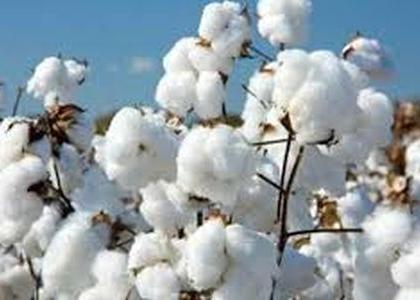 Cotton prices fell in Diwali in Diwali | ऐन दिवाळीत कापसाचे भाव कोसळले