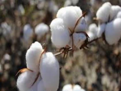 Permission for the convenience of cotton in the state | राज्यात कापूस उपलब्धतेवरच सुतगिरणीला परवानगी