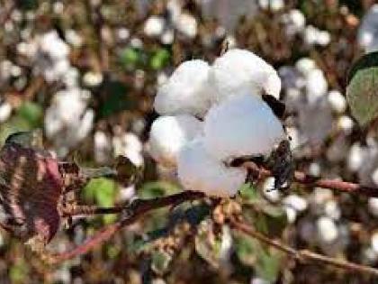 As soon as the price of sari and bales increased, the price of cotton also increased by Rs 300, the demand increased, but the inflow decreased | सरकी व गाठींचे दर वाढताच कापसाच्या दरातही ३०० रुपयांची वाढ मागणी वाढली, आवक मात्र कमी