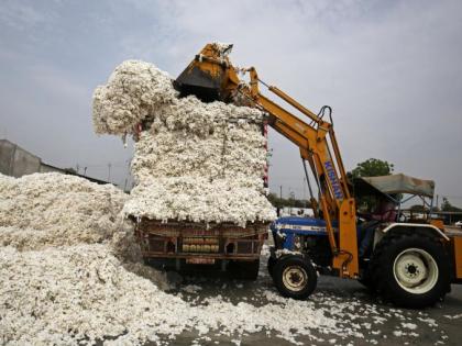 CCI cotton procurement scam finally probed by CGM | ‘सीसीआय’ कापूस खरेदी घोटाळ्याची अखेर ‘सीजीएम’मार्फत चौकशी