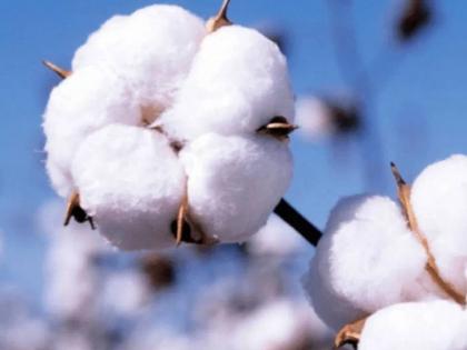 Editorial Article Farmers Cotton Crop | अन्वयार्थ: ...कापसाच्या गावात आले वरातीमागून घाेडे!