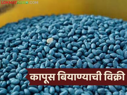 Government announces schedule for sale and supply of cotton seeds, sale from this date | Kapus Biyane Vikri : सरकारकडून कापूस बियाणे विक्री व पुरवठ्याबाबत वेळापत्रक जाहीर, 'या' तारखेपासून विक्री Government announces schedule for sale and supply of cotton seeds, sale from this date | Kapus Biyane Vikri : सरकारकडून कापूस बियाणे विक्री व पुरवठ्याबाबत वेळापत्रक जाहीर, 'या' तारखेपासून विक्री