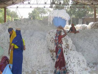 Buy cotton in Nandurbar, only 40% this year | नंदुरबारात यंदा केवळ 40 टक्के झाली कापूस खरेदी