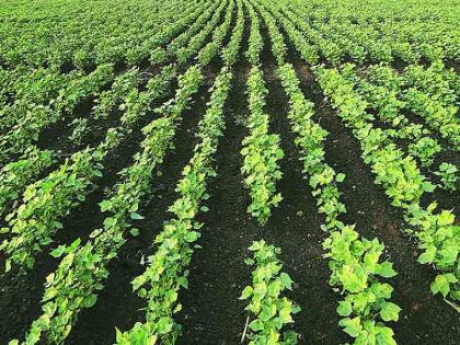 Cultivation of restricted HTBT cotton varieties in Nagar district; sale, prohibition of hoarding | प्रतिबंधित एचटीबीटी कापूस वाणाची नगर जिल्ह्यात लागवड; विक्री, साठेबाजीस मनाई 