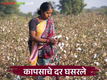 Latest News Kapus Market Cotton prices fell by 4.26 percent, what is average price currently | Kapus Market : कापसाचे दर 4.26 टक्क्यांनी घसरले, सद्यस्थितीत सरासरी काय भाव मिळतोय? Latest News Kapus Market Cotton prices fell by 4.26 percent, what is average price currently | Kapus Market : कापसाचे दर 4.26 टक्क्यांनी घसरले, सद्यस्थितीत सरासरी काय भाव मिळतोय?