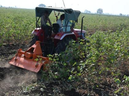 Cottonseed crop risk due to water: Nandurbar taluka | पाण्याअभावी कापसाचे पिक धोक्यात : नंदुरबार तालुका Cottonseed crop risk due to water: Nandurbar taluka | पाण्याअभावी कापसाचे पिक धोक्यात : नंदुरबार तालुका