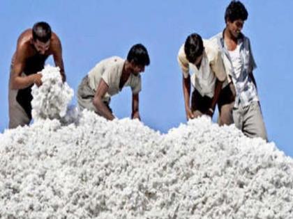 Cotton import of Madhya Pradesh in Khandesh | खान्देशात मध्य प्रदेशातील कापसाची आयात