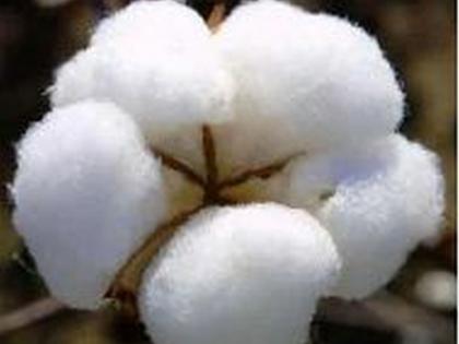 Purchase of 3,800 quintals of cotton on the second day | दुसऱ्या दिवशी ३ हजार ८०० क्विंटल कापसाची खरेदी