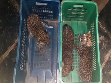 three leopard cubs found in sugarcane field in tarukh karad | कऱ्हाड: ऊसाच्या फडात आढळली बिबट्याची तीन बछडी; तारुख भागातील घटना