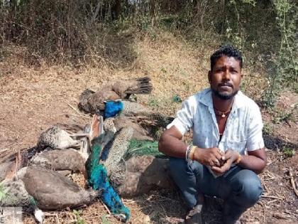 Hunting of seven landlords including two peacocks, one arrested | दोन मोरांसह सात लांडोरांची शिकार, एकास अटक; कऱ्हाडात वनविभागाची कारवाई