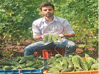 Carmel brought sweetness; Exports to America are exported by young farmers of Aurangabad | कारल्याने आणला गोडवा; तरुण शेतकऱ्याने पिकवलेल्या कारल्याची अमेरिकेला होतेय निर्यात