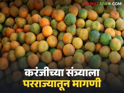 Oranges from Karanji is popular as like Nagpur, bought on the spot from traders; Read how to get the price? | नागपूरच्या तोडीस तोड करंजीची संत्री, व्यापाऱ्यांकडून जागेवर खरेदी; वाचा कसा मिळतोय दर? Oranges from Karanji is popular as like Nagpur, bought on the spot from traders; Read how to get the price? | नागपूरच्या तोडीस तोड करंजीची संत्री, व्यापाऱ्यांकडून जागेवर खरेदी; वाचा कसा मिळतोय दर?
