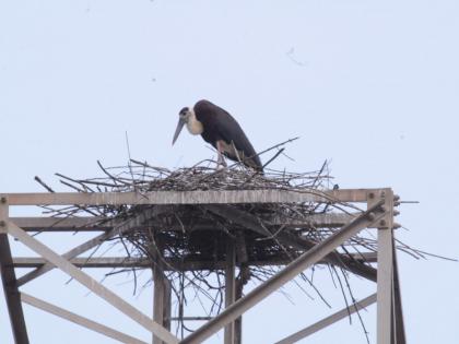 Oh wonder! A stork built his home on mobile tower In Pune | आश्चर्यम्! पुण्यात एका करकोचाने चक्क मोबाईल 'टॉवर'वरच बांधले घरटे 