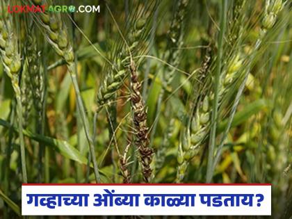 Latest News Wheat ears are turning black, don't ignore it, here are reasons and solutions | गव्हाच्या ओंब्या काळ्या पडताय, दुर्लक्ष करू नका, 'ही' आहेत कारणे, असे कर उपाय Latest News Wheat ears are turning black, don't ignore it, here are reasons and solutions | गव्हाच्या ओंब्या काळ्या पडताय, दुर्लक्ष करू नका, 'ही' आहेत कारणे, असे कर उपाय