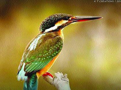 A crowd of tourists in Karnala Wildlife Sanctuary | कर्नाळा अभयारण्यात पक्षिप्रेमींसह पर्यटकांची गर्दी