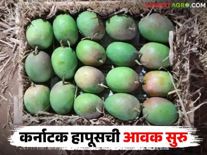 Karnataka Hapus arrived in the market for the first time this year; Read how the price was obtained for a box of 4 dozen? | यंदा मार्केटमध्ये प्रथमच कर्नाटक हापूसची आवक; वाचा ४ डझनाच्या पेटीला कसा मिळाला दर? Karnataka Hapus arrived in the market for the first time this year; Read how the price was obtained for a box of 4 dozen? | यंदा मार्केटमध्ये प्रथमच कर्नाटक हापूसची आवक; वाचा ४ डझनाच्या पेटीला कसा मिळाला दर?