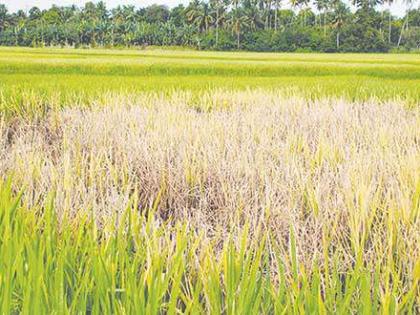 Rice tax cuts will get farmers under new crisis | भातशेतीला करपाचा विळखा, नव्या संकटाने शेतकरी हवालदील