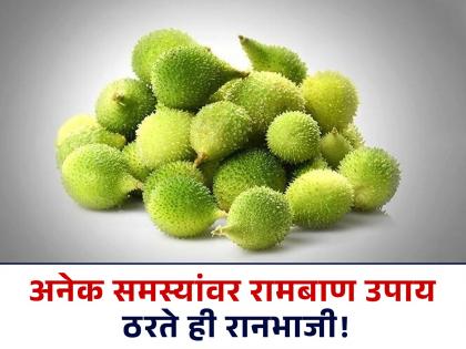 Ayurveda doctors tells health benefits of kantola, Kartula or teasle gourd | आयुर्वेद डॉक्टरांनी सांगितले कर्टुल्याची भाजी खाण्याचे जबरदस्त फायदे, वाचाल तर रोज खाल!