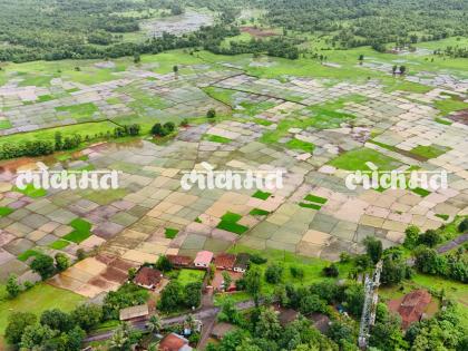 After planting rice in Sindhudurga, farmers got involved in paddy cultivation due to heavy rains | सिंधुदुर्गात भात लावणीची लगबग, दमदार पावसामुळे शेतकरी गुंतला शेती कामात