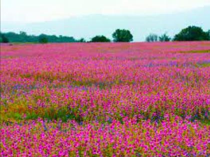 UNESCO should make Koyna-Kas a World Natural Heritage Site, Botanist Prof. Dr. Madhukar Bachulkar expressed excitement | 'युनेस्को'ने कोयना-कासचा जागतिक निसर्ग वारसा स्थळाचा दर्जा काढावा : बाचूळकर