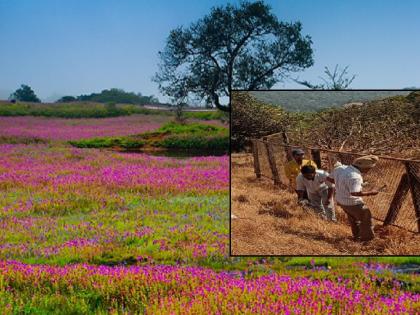 Temporary fencing of Kas Plateau begins with protective netting, measures to safeguard biodiversity | Satara: कास पठाराला संरक्षक जाळीचे तात्पुरते कुंपण घालण्यास सुरुवात, जैवविविधतेच्या सुरक्षिततेसाठी उपाययोजना