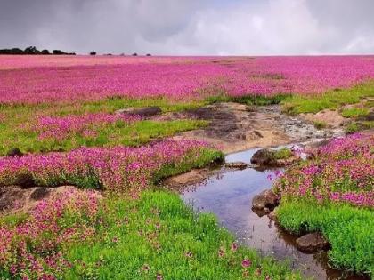Tourists on Kaas plateau should use ST buses instead of private buses to travel from the parking lot to Pushpa plateau | Satara tourism: कास पर्यटन भारी.. वाहनतळापासून पुष्प पठारापर्यंत प्रवासासाठी खासगीऐवजी हवी लालपरी ! Tourists on Kaas plateau should use ST buses instead of private buses to travel from the parking lot to Pushpa plateau | Satara tourism: कास पर्यटन भारी.. वाहनतळापासून पुष्प पठारापर्यंत प्रवासासाठी खासगीऐवजी हवी लालपरी !