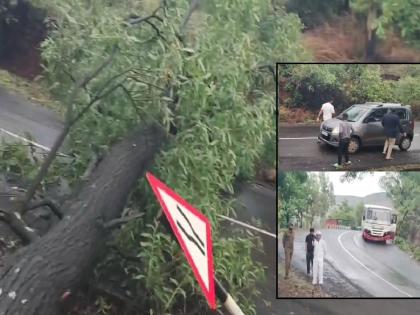 Tree falls on Satara Kaas road, traffic disrupted | सातारा-कास मार्गावर झाड कोसळले, वाहतूक ठप्प Tree falls on Satara Kaas road, traffic disrupted | सातारा-कास मार्गावर झाड कोसळले, वाहतूक ठप्प