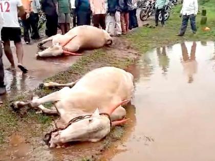 Kolhapur News: Bullock cart drifts in Kasari river, two bullocks die | Kolhapur News: कासारी नदीत बैलगाडी गेली वाहून, दोन बैलांचा मृत्यू 